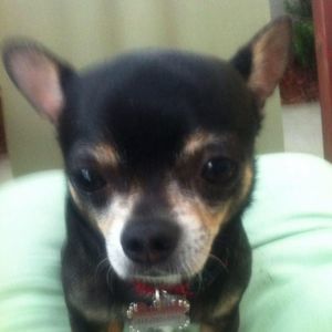 Meet your Posher, Urmel